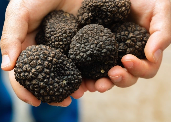 tartufo
