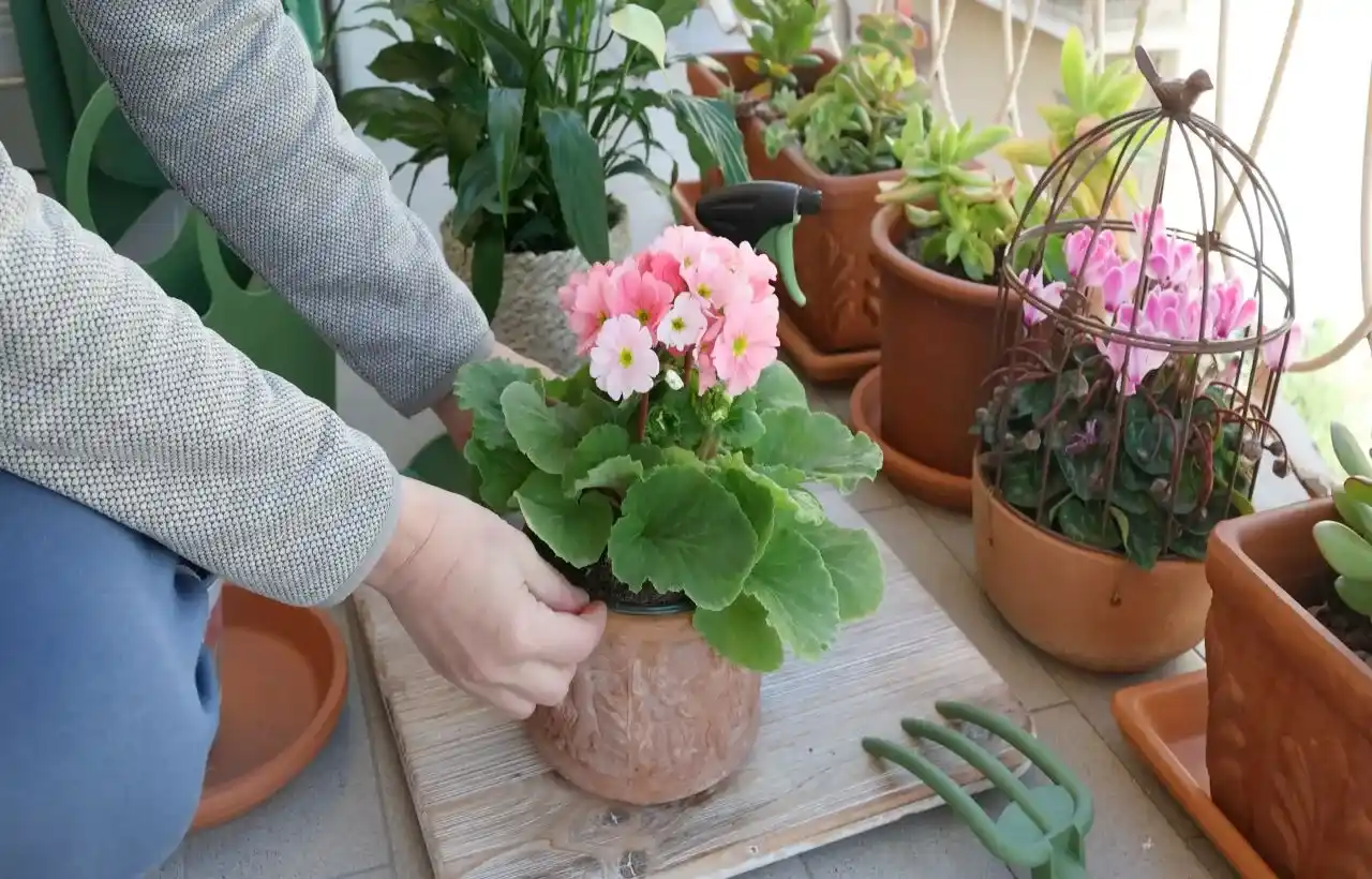 Piante sul balcone a settembre