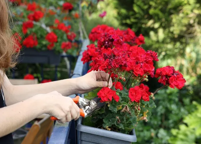 Una donna pota gerani sul balcone