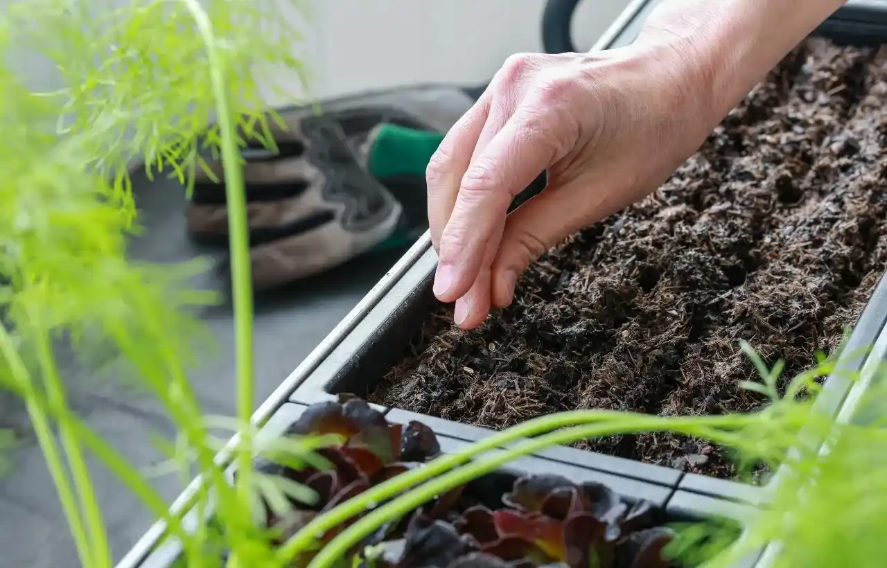 Cosa seminare a settembre sul balcone