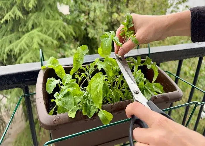 Rucola in balcone