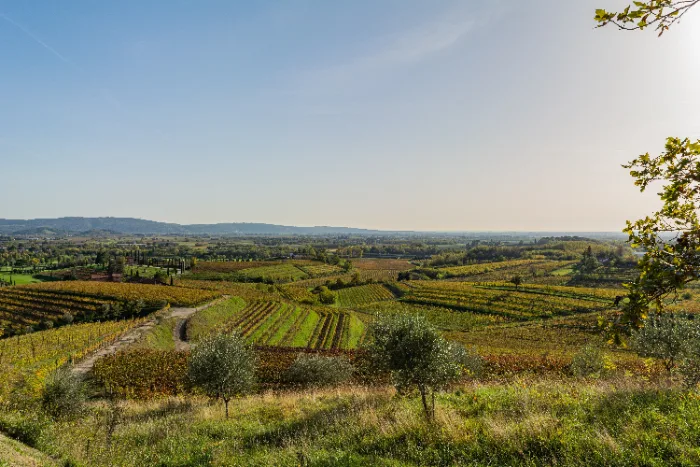 Vigneti del Collio in Friuli Venezia Giulia durante la vendemmia