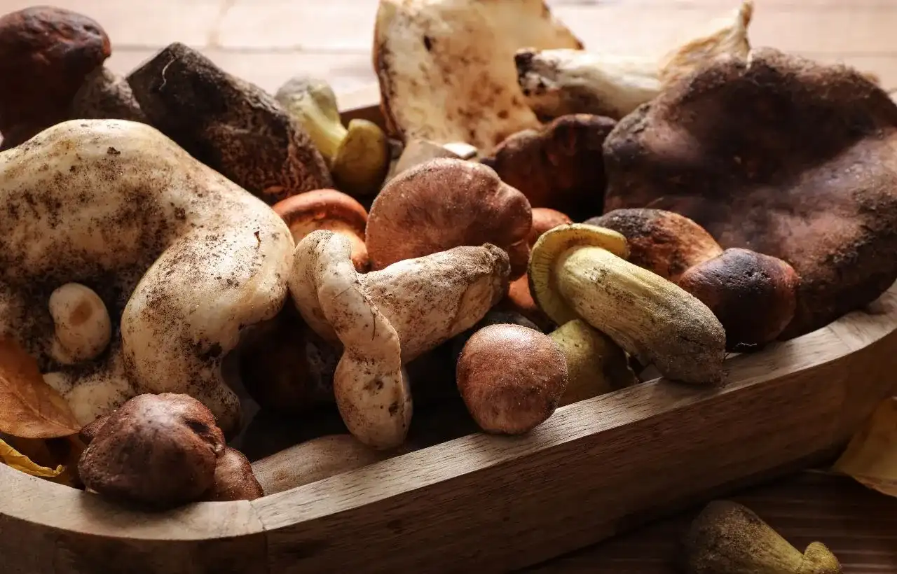 Come conservare i funghi freschi