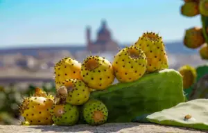 Come cucinare i fichi d'India: 5 ricette facili