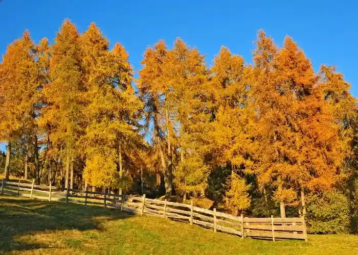 Collalbo sopra Bolzano durante l'autunno