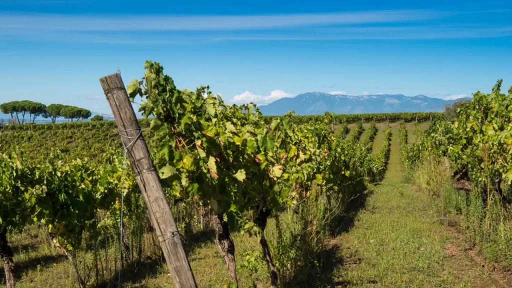 Sagre Castelli Romani settembre 2026, vendemmia nei vigneti dei Castelli Romani