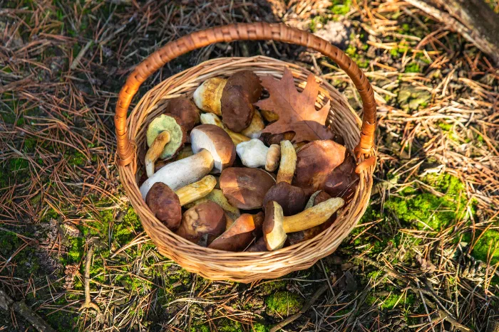 Funghi porcini raccolti nel bosco, in un cesto