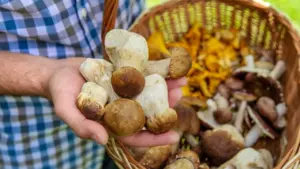 Cercare funghi in sicurezza con i consigli del Soccorso Alpino