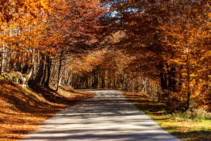 Altopiano della Sila in Calabria con faggi e pino laricio nei colori dell'autunno anticipato