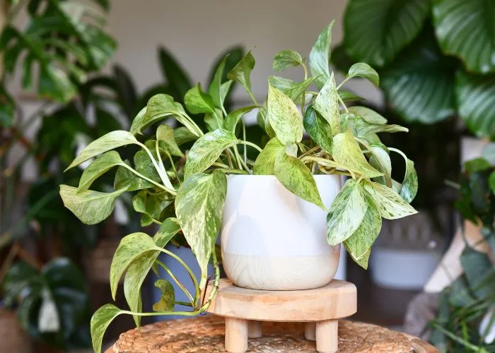 Una pianta di pothos