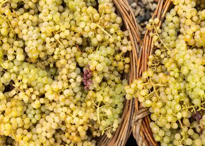 Cesti di uva bianca durante la vendemmia