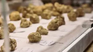 Tuberturismo, quando il tartufo diventa un'attrazione