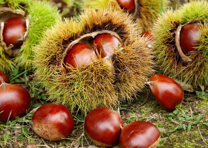 marroni