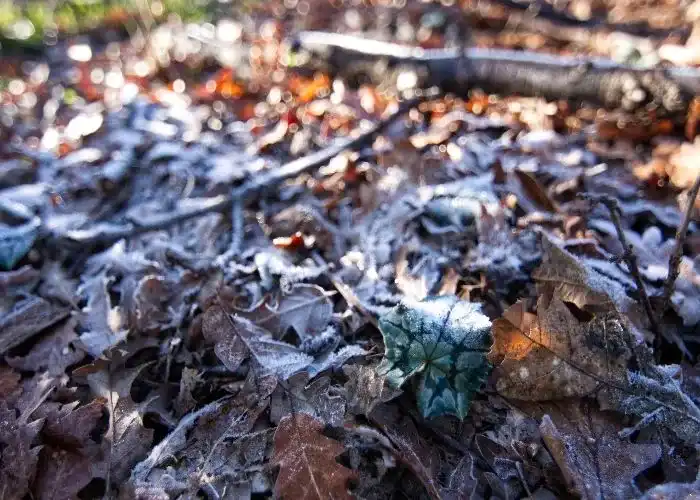 Un bosco di Piegaro in Umbria