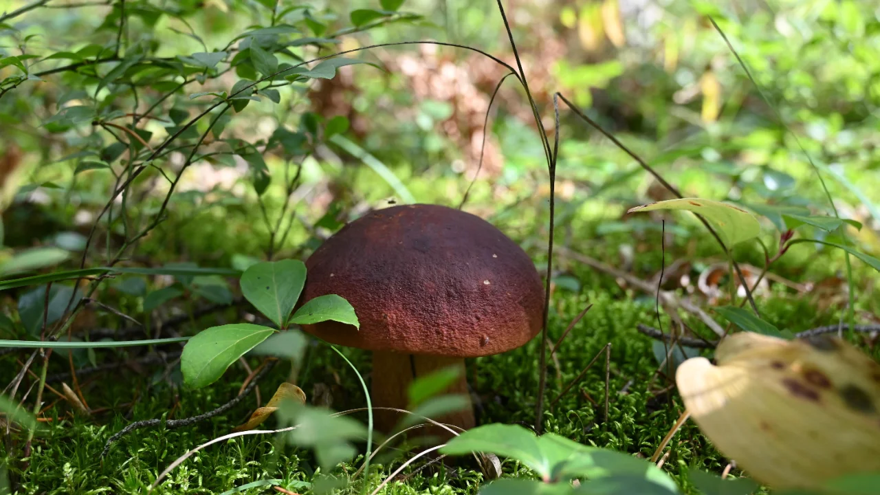 Funghi porcini nel bosco, protagonisti della Fiera del fungo di Albareto 2026