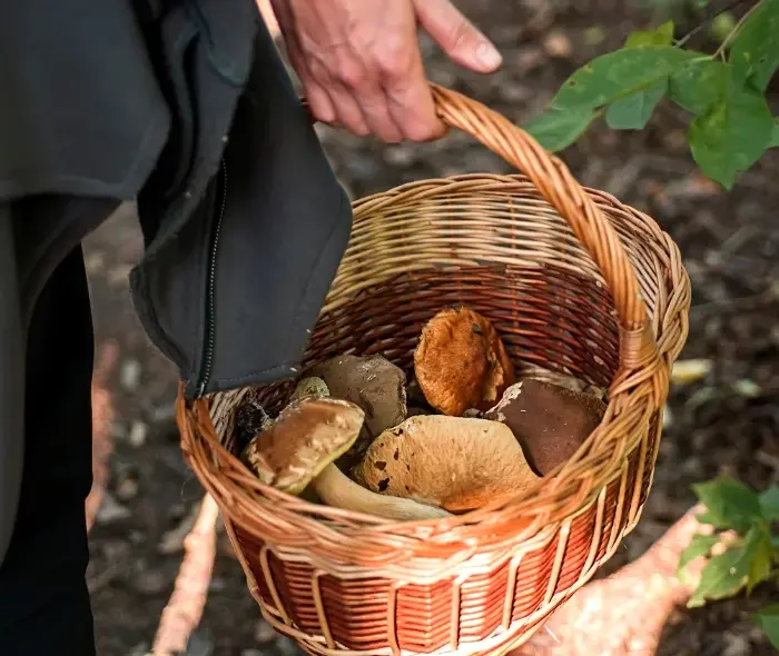 Cesto rigido con funghi porcini appena raccolti