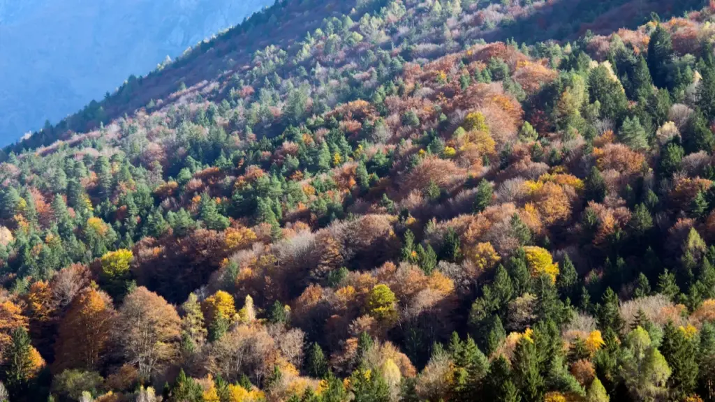 Boschi d'autunno della Valle Vigezzo, meta del Treno del Foliage da Milano