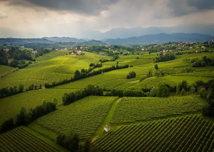 Vigneti sulle colline di Conegliano