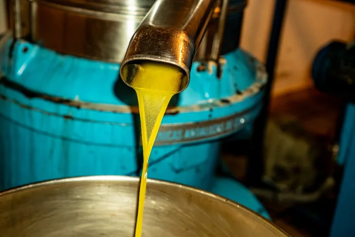 Olio nuovo appena franto in un frantoio