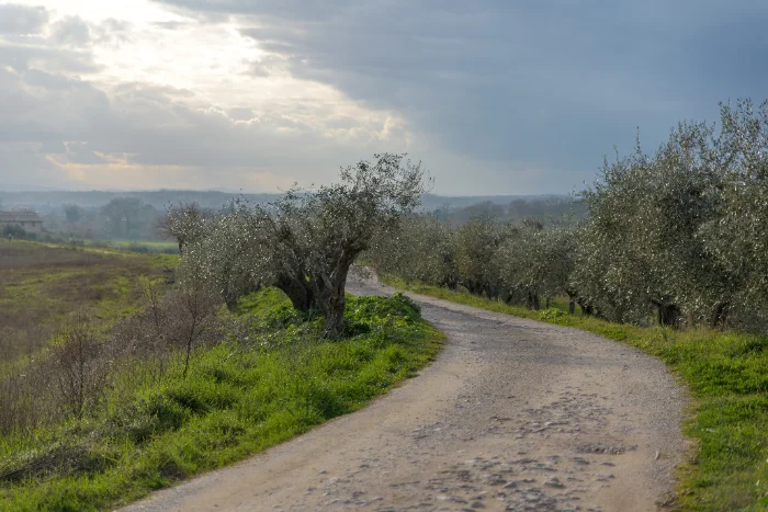 Uliveti sulle colline umbre in autunno