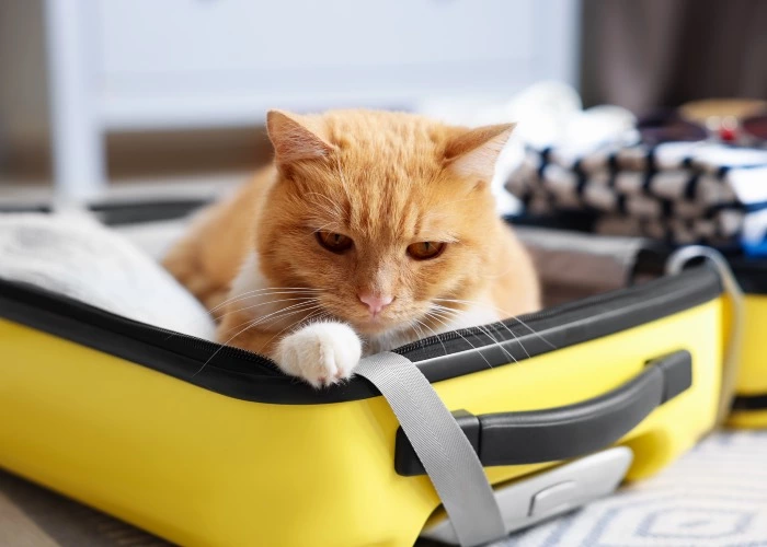 Bauking - Viaggiare con il gatto