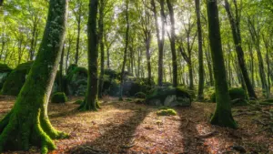 Come arrivare alla faggeta del Monte Cimino: strade, mezzi pubblici, sentieri e quando vedere il foliage