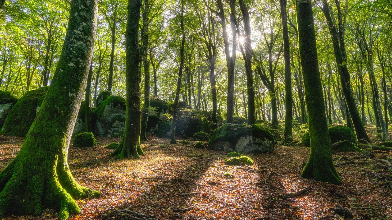 Faggi secolari della faggeta del Monte Cimino