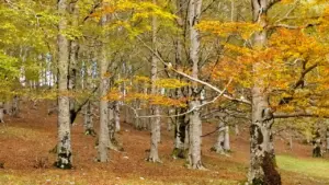 Quando arriva il picco del foliage: chi pubblica i dati e perché le previsioni sbagliano