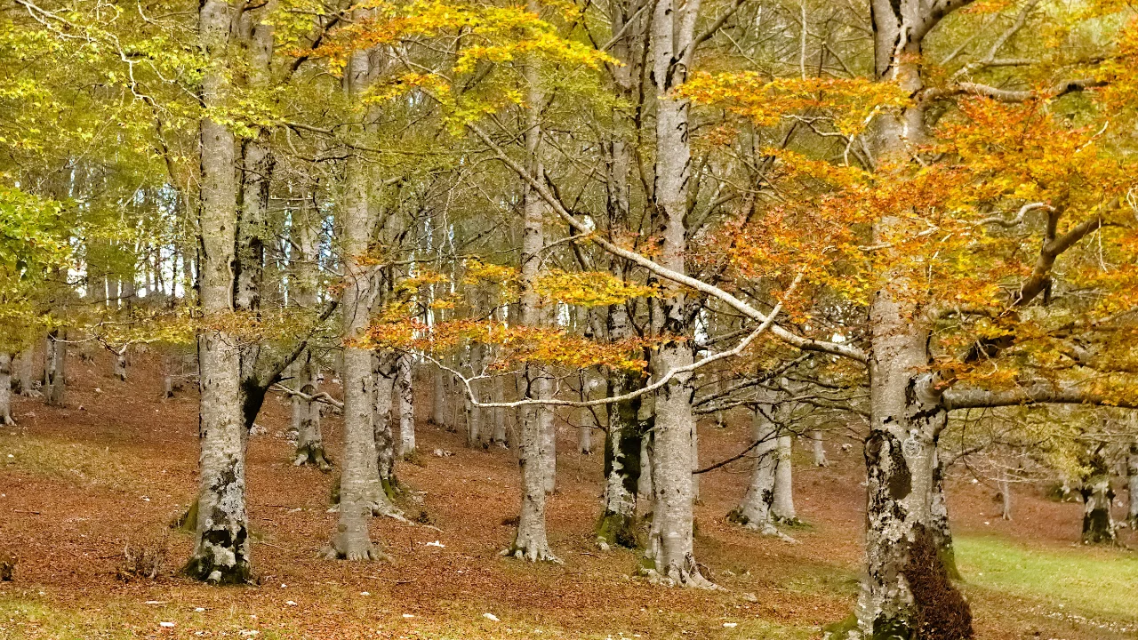 Picco del foliage in un bosco di faggi dell'Appennino
