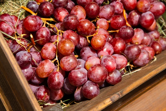 Grappoli di uva rossa appena vendemmiata in una cassetta