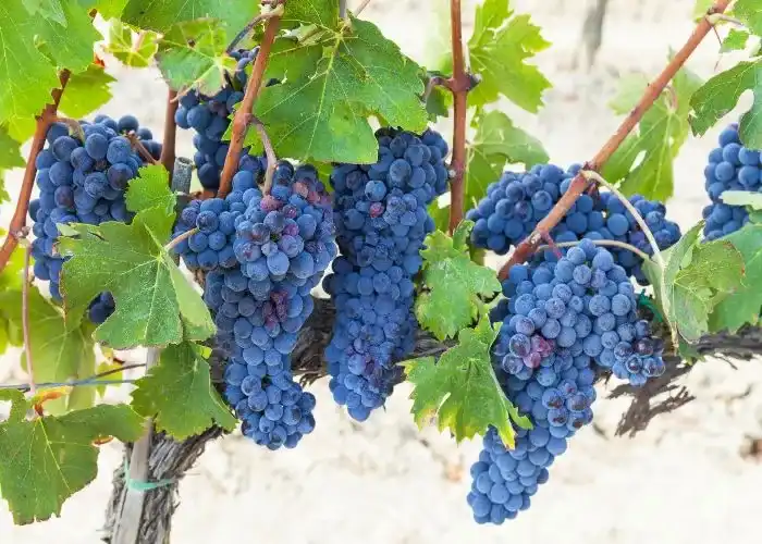Grappoli di uva Sangiovese