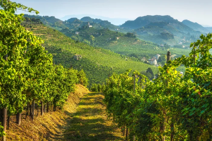 Strada fra i vigneti delle colline del Prosecco in provincia di Treviso