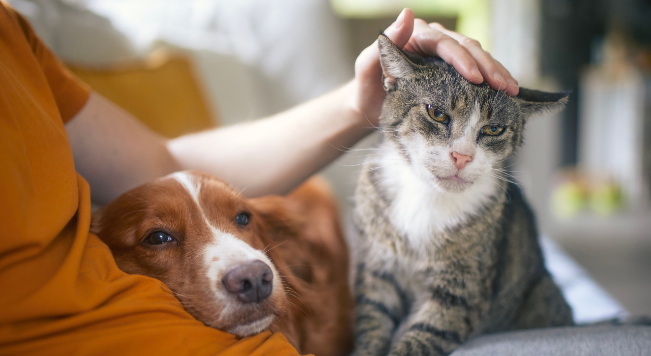 Pet sitting