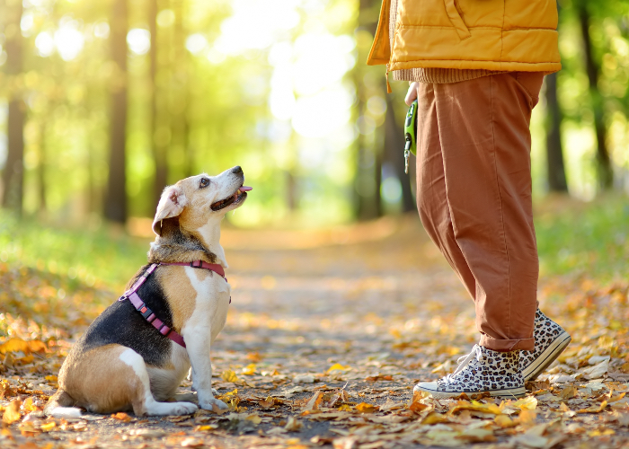 Passeggiare con il cane