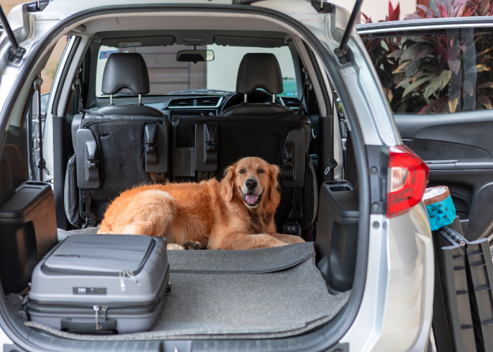 viaggiare con gli animali