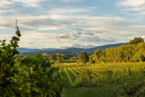 Strade del vino in Friuli Venezia Giulia, un viaggio tra calici e confini