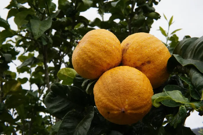 Frutti di bergamotto maturi, coltivati in Calabria