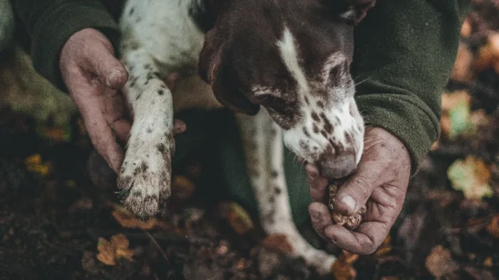 Un cercatore di tartufi tiene tra le mani un tartufo bianco appena trovato, accanto al cane