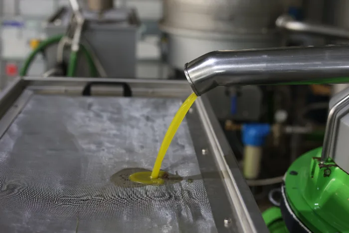 Olio d'oliva fresco che esce dal separatore di un frantoio