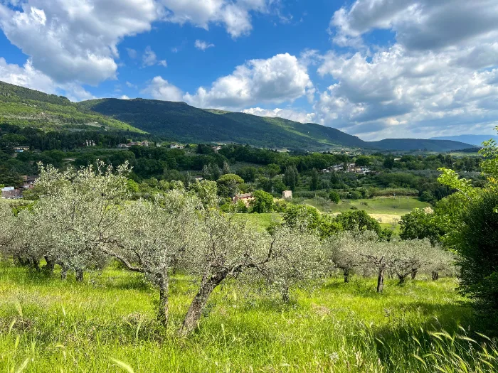 Uliveti sulle colline di Assisi, in Umbria