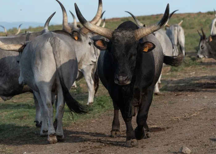 Razza bovina maremmana